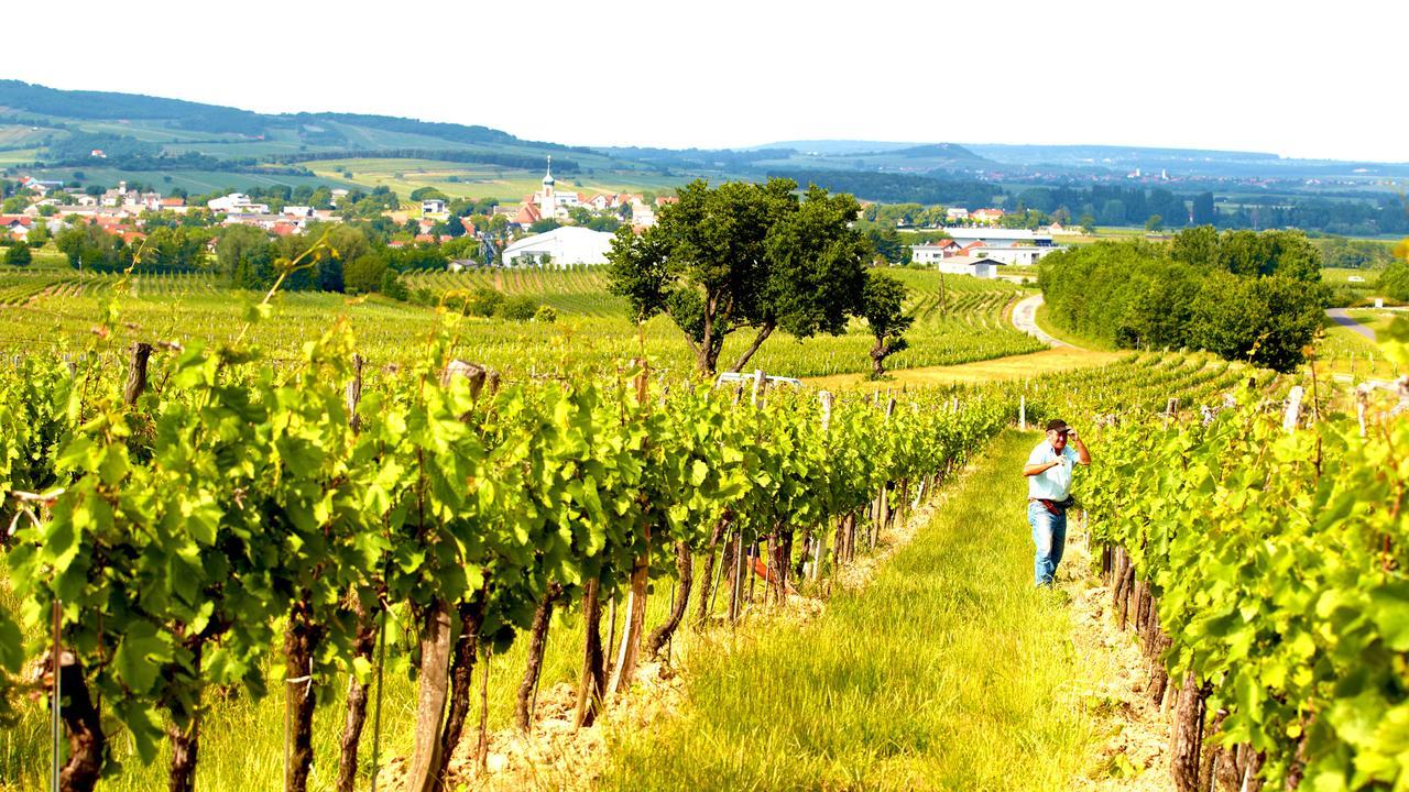 Iby-Lehrner Wein-Gut Und Wein-Traeumerei Horitschon Zewnętrze zdjęcie